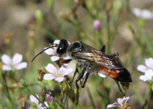 Réf. 279 308 : Sphex funerarius